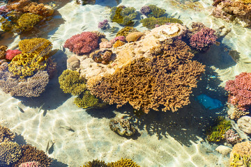 Coral reef in Red sea, Israel.