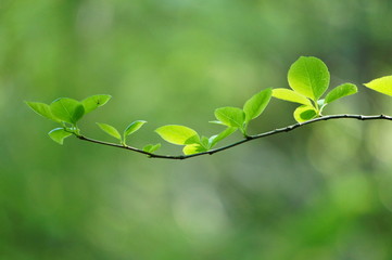 Obraz premium 新緑 若葉 葉 枝 アーム