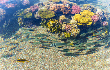 Coral reef in Red sea, Israel.