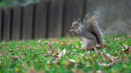 squirrel eating a nutlet