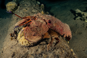 Lobsters in the Red Sea Colorful and beautiful, Eilat Israel