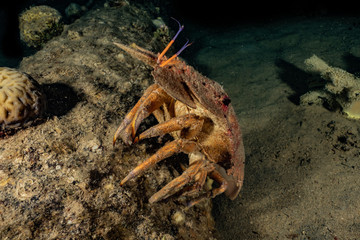 Lobsters in the Red Sea Colorful and beautiful, Eilat Israel