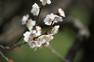 梅の花　梅　春　初春　青空　2月　接写