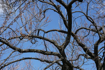 梅の花　春　偕楽園　梅園　初春