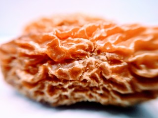 Date dried on white background