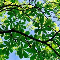 Fototapeta na wymiar green tree leaves textured in the nature in spring