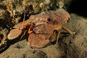 Lobsters in the Red Sea Colorful and beautiful, Eilat Israel