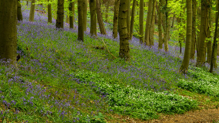 Bluebell flowers growing in woodland.