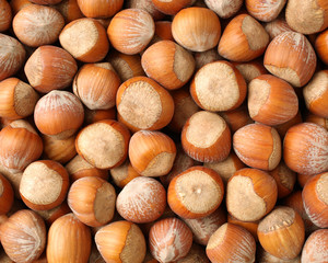 Hazelnuts on white background