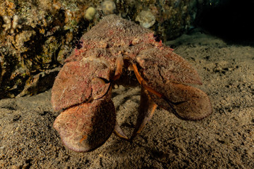 Lobsters in the Red Sea Colorful and beautiful, Eilat Israel