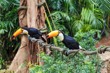 A toucan with a large beak © dong