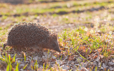  hedgehog goes on autumn leaves. hedgehog in the forest