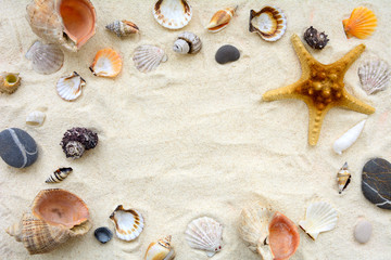 Fototapeta na wymiar Seashells on sand. Sea summer vacation background. Top vew. Copy space