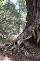Fototapeta na wymiar 巨木　木の根　根っこ　