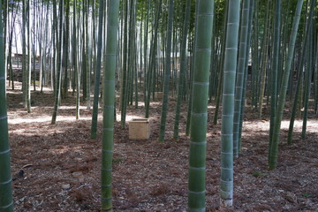 竹林　竹の林　春