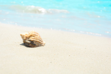 Fototapeta na wymiar Shells on sandy beach. Tropical background. Travel and relax concept