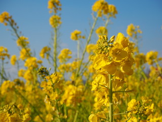 the beautiful canola flower