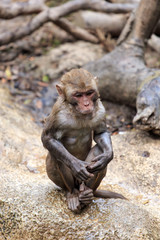 Clever and lovely little monkey