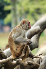 Clever and lovely little monkey