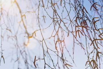 branches of a tree. Birch buds. birch in spring