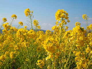 Obraz premium the beautiful canola flower
