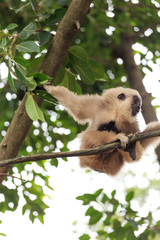 Fototapeta premium Clever and lovely little monkey