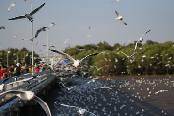 bird