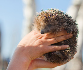 hedgehog in human hands. Protection of Nature