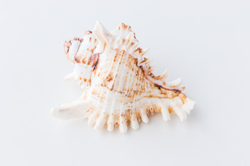 Seashells. Top view with copy space.