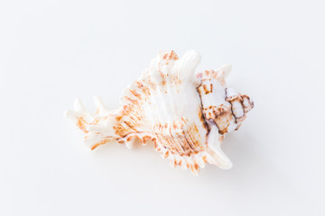 Seashells. Top view with copy space.