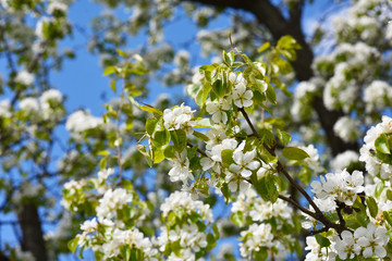 trees blooming with white flowers in the spring garden