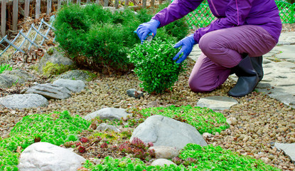 Hands of a woman in rubber gloves hold a secateur for trimming the bush of the box after the winter...