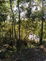 tree