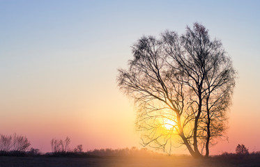 Fototapeta na wymiar tree at sunset. lonely tree in the field.