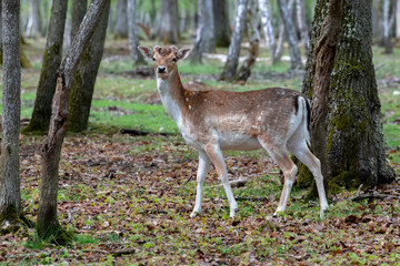 Naklejka na ściany i meble fallow deer in the forest