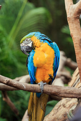 A parrot with brightly colored feathers