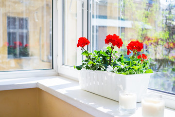 Red geranium flowers on windowsill at home balcony window