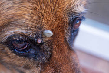 A large tick sucks blood from a dog. German shepherd, in the garden wound up in the spring