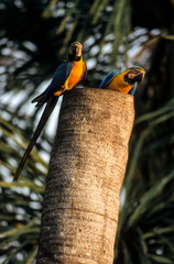 Ara bleu, nid,.Ara ararauna, Blue and yellow Macaw, Tambopata, Amazonie, Perou © JAG IMAGES