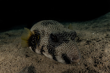 Arothron fish in the Red Sea Colorful and beautiful, Eilat Israel © yeshaya