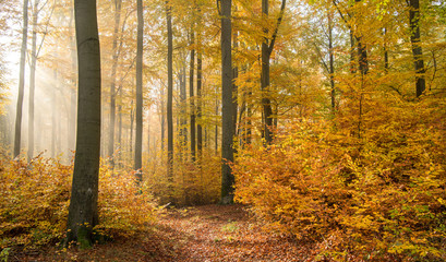 Fototapeta premium Wald im Herbst