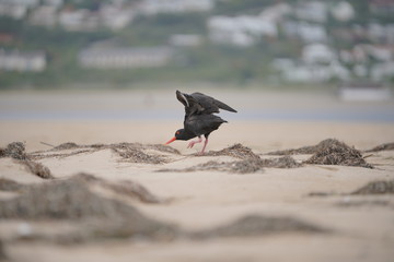 Oyster catcher bird