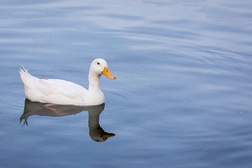 white duck