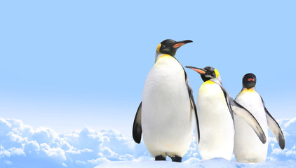 Banner with three emperor penguins on blue sky background