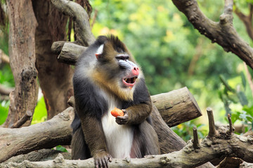 Mandrills are burly mandrills
