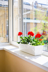 Red geranium flowers on windowsill at home balcony window