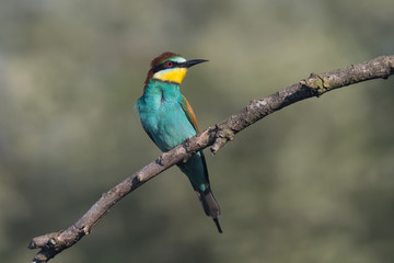 Fototapeta premium A beautiful portrait of European bee eater (Merops apiaster)