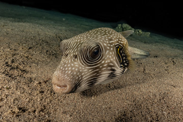 Arothron fish in the Red Sea Colorful and beautiful, Eilat Israel © yeshaya