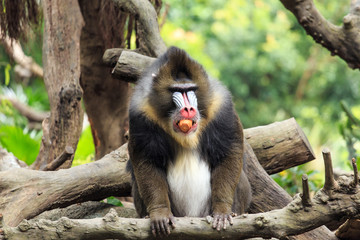 Mandrills are burly mandrills