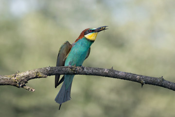 Bee eater with wasp in beak (Merops apiaster)